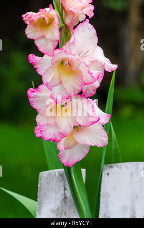 La luce rosa gladiolus fiore, close-up Foto Stock