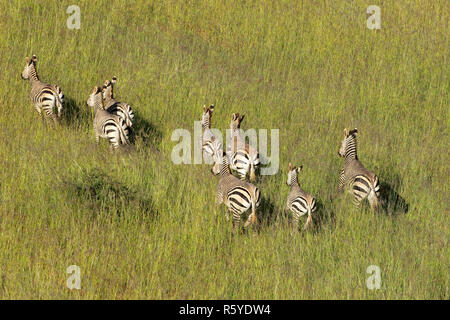 Hartmanns zebre di montagna Foto Stock