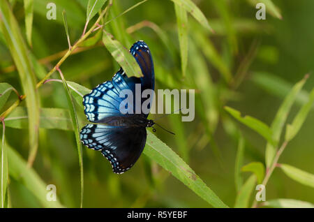 Pezzata di rosso porpora, Limenitis arthemis Astianatte, appollaiato nel cibo larvale impianto, nero, salice Salix nigra Foto Stock