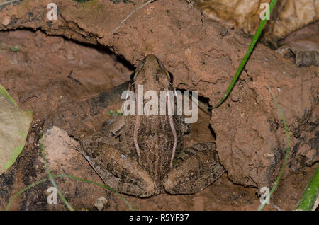 Southern Leopard Rana Lithobates sphenocephalus Foto Stock