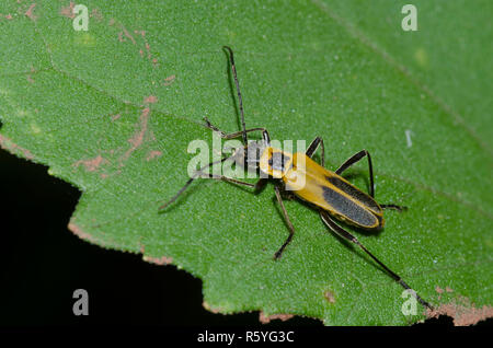 Soldato oro Beetle, Chauliognathus pensylvanicus Foto Stock