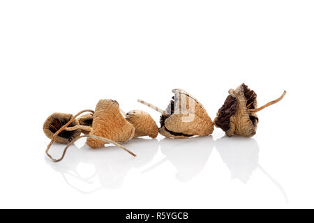 Tappi di Liberty, i funghi magici. Foto Stock