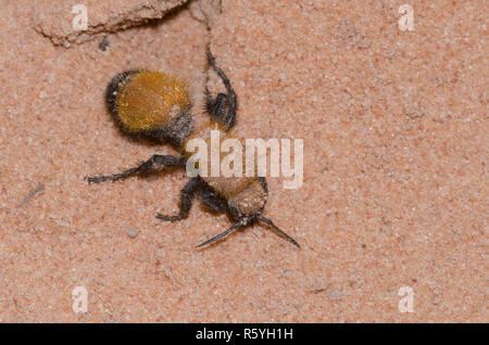 Velvet Ant, Dasymutilla bioculata Foto Stock