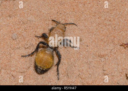 Velvet Ant, Dasymutilla bioculata Foto Stock