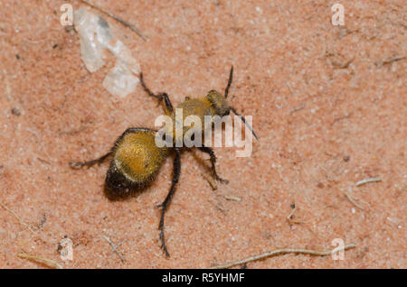 Velvet Ant, Dasymutilla bioculata Foto Stock