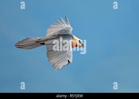 Gipeto in volo Foto Stock