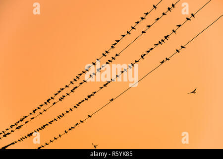 Sagome di rondini sui fili. Al tramonto il filo e rondini Foto Stock