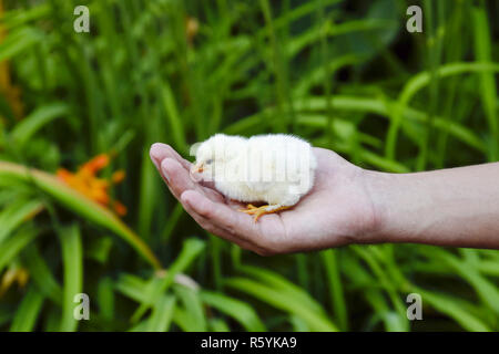 Pollo in mano. I piccoli pulcini neonati nelle mani di un uomo Foto Stock