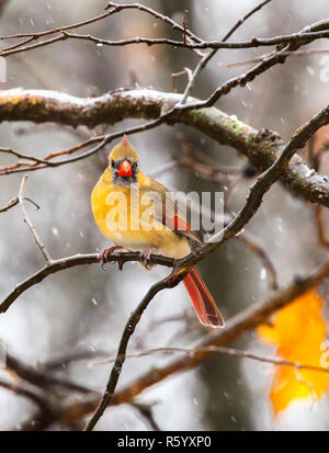 Femmina cardinale Nord appollaiato sul ramo di albero durante la bufera di neve a Jester Park, Iowa, USA Foto Stock