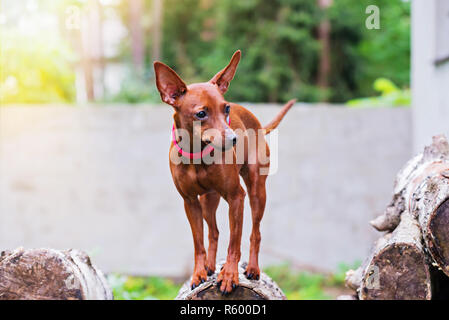 Ritratto di rosso pinscher miniatura cane Foto Stock