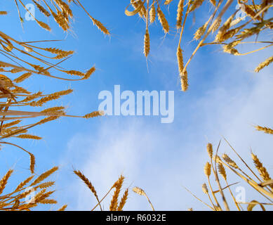 Spikelets di grano contro il cielo blu. Grano maturo. Foto Stock