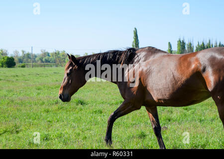 Pascolano cavalli al pascolo. Paddock cavalli su un allevamento di cavalli. Wal Foto Stock