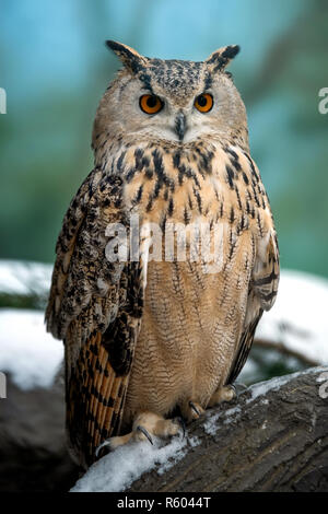 Chiudere il gufo ritratto su sfondo scuro Foto Stock