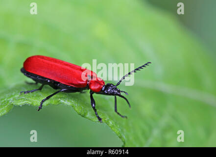 Scarlet firefly pyrochroa coccinea Foto Stock