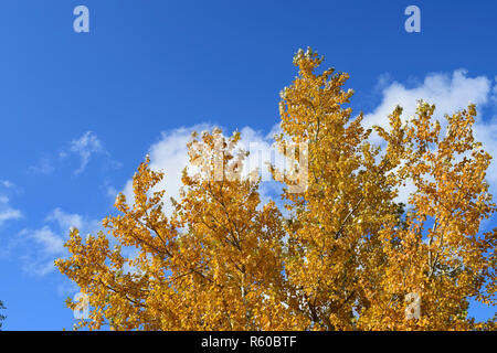 Raccolta di belle colorato Foglie di autunno Foto Stock