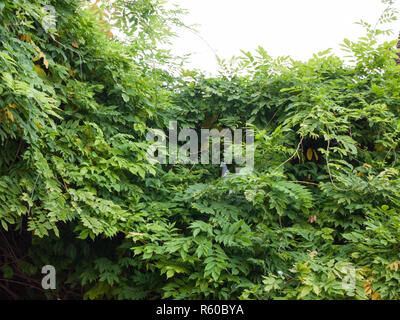 Piccolo piccione nascosti nel verde delle foglie fino al di sopra Foto Stock