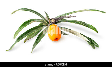 Seabuckthorn berry con foglie Foto Stock