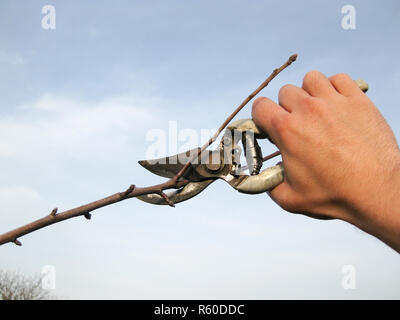 Cesoie per potatura di alberi Foto Stock