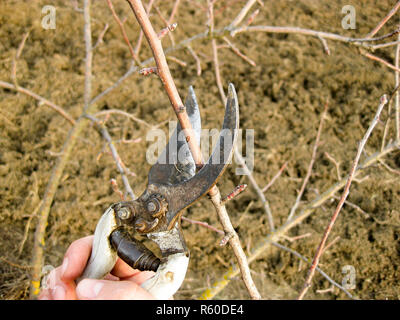 Cesoie per potatura di alberi Foto Stock
