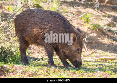 Il cinghiale nella foresta, Cazorla, Jaen, Spagna Foto Stock