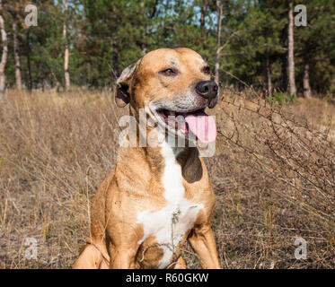 American Pit Bull all'aperto Foto Stock