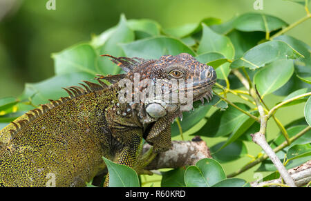 Verde (Iguana Iguana iguana) si rifugia su un ramo di albero, ripara dal calore del sole. Foto Stock