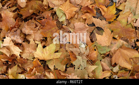 Marrone e giallo essiccato albero piano o foglie di acero sul terreno in autunno Foto Stock