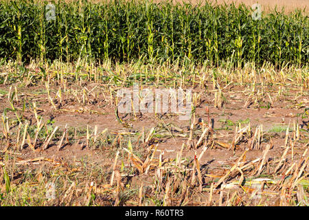 Coperte di neve alberi Foto Stock