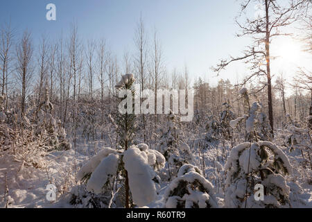 Coperte di neve alberi Foto Stock