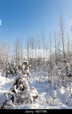 Coperte di neve alberi Foto Stock