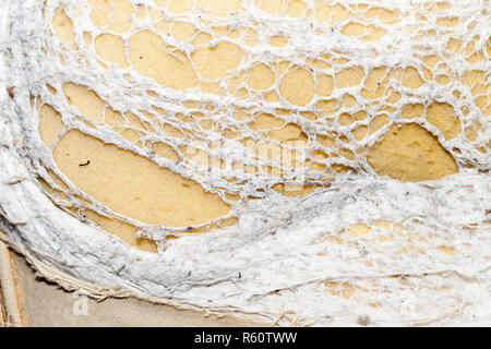Coperte di neve alberi Foto Stock