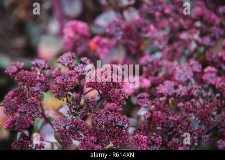 Chiudere fino al rosso dei fiori di piante succulente | Dicotiledoni Foto Stock