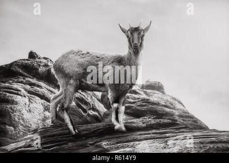 Close up su capra sibirica sulla montagna,in bianco e nero Foto Stock