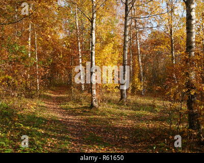 Giallo luminoso paesaggio autunnale, cadono le foglie sul percorso Foto Stock