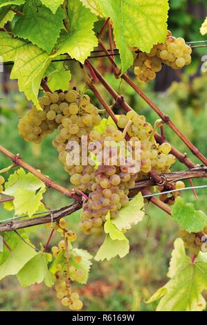 Bianco vino di Borgogna uva Foto Stock