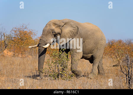 African bull elephant Foto Stock