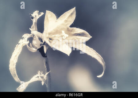Artistiche foto in bianco e nero di fiori selvaggi. Soft focus, colori pastello, toni caldi. Foto Stock