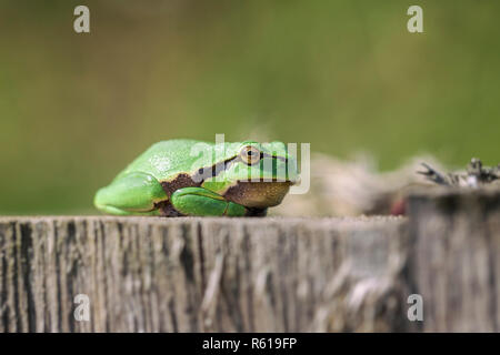 Raganella - hyla arborea Foto Stock