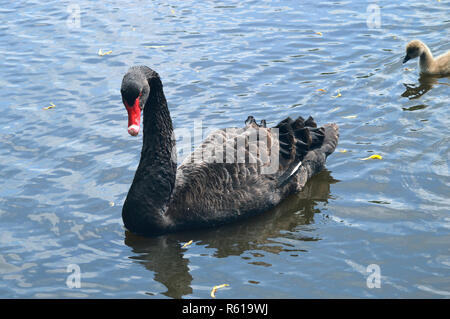 Black Swan nome latino Cygnus atratus nuoto con cygnet Foto Stock