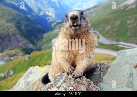 Una marmotta alpina in montagna mostra i suoi denti Foto Stock