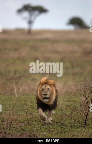 Un grande leone maschio sul prowl - Parco Nazionale del Serengeti, Tanzania Foto Stock