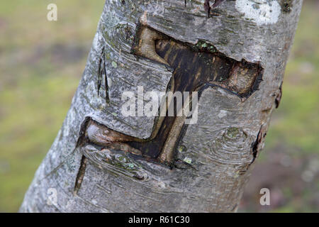 La lettera J intagliato in una struttura ad albero nella nuova foresta Foto Stock