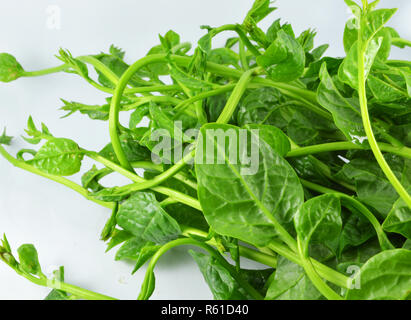 Malabar isolato di spinaci freschi / verdura verde del Malabar spinaci o ceylon spinaci isolati su sfondo bianco Foto Stock