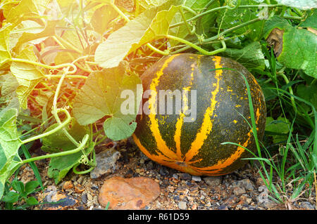 Melone pianta di melone giallo / verde o di melone Cantalupo thai cresce su albero nel giardino / muskmelon nel settore dell'agricoltura Foto Stock