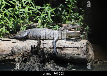 La Mississippi alligator sunbathes su un ceppo di albero Foto Stock