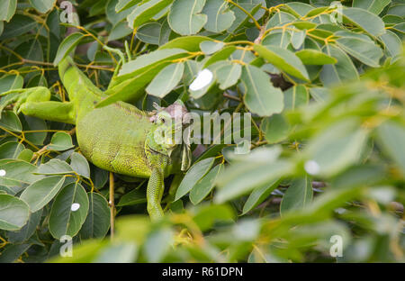 Verde (Iguana Iguana iguana) si rifugia su un ramo di albero, ripara dal calore del sole. Foto Stock