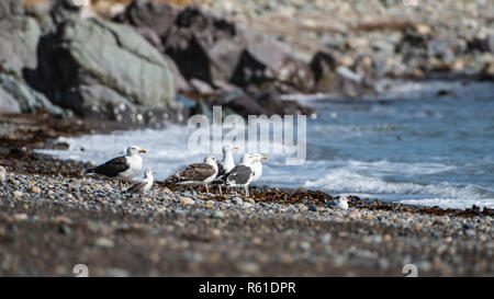 Nero-backed gabbiani in appoggio sulla spiaggia rocciosa. Foto Stock