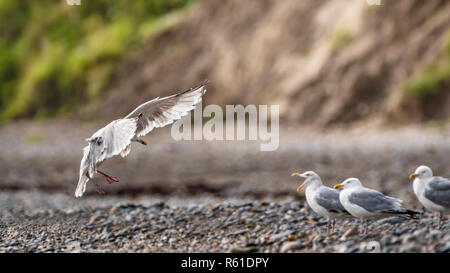 Islanda gull sbarco sulla spiaggia rocciosa. Foto Stock