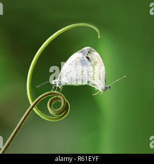 Accoppiamento farfalle bianco (Pieridae Leptosia Nina) appesi al tralcio verde Foto Stock