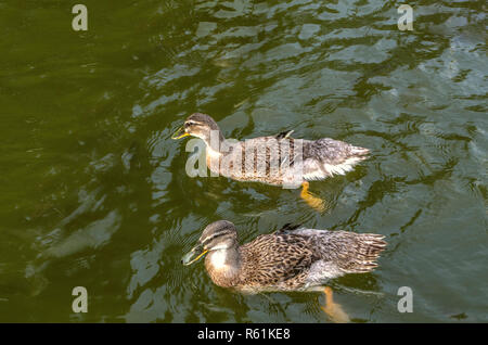 Due anatre grigio nuotare nel verde scuro coperto di acqua con ondulazioni in un laghetto artificiale nei pressi della città di Dilijan Foto Stock